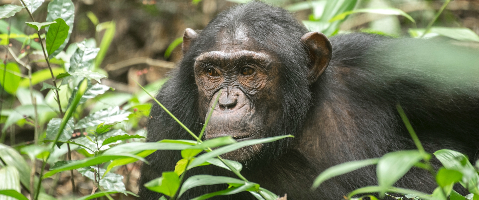 14 Days Gorillas Chimps and Birds of Uganda Tour