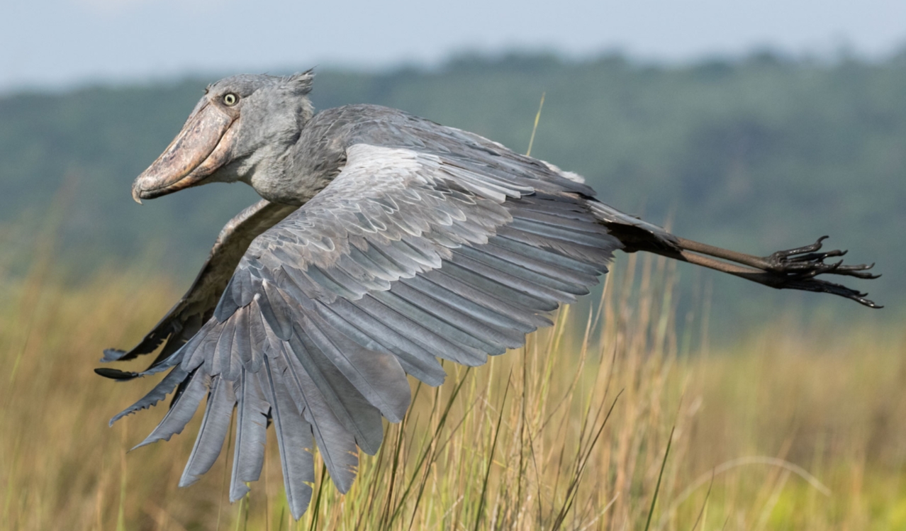 Exploring Uganda’s Birding Paradise: With more than 1063 known bird species, Uganda is a top destination for birdwatchers