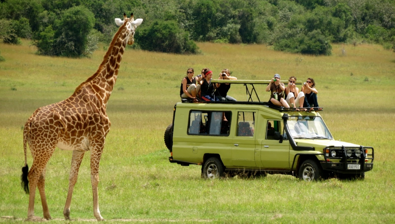 Uganda Safari Experiences immerse travellers into the world of adventure, as they explore Uganda's uniqueness, its natural beauty, wildlife