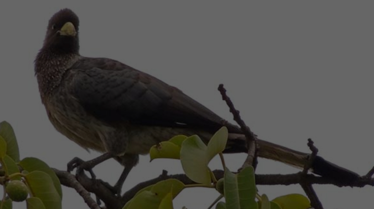The Eastern Grey Plantain-eater in Uganda is a colorful, large, grey, and fascinating bird has a yellow beak and a brown-streaked head