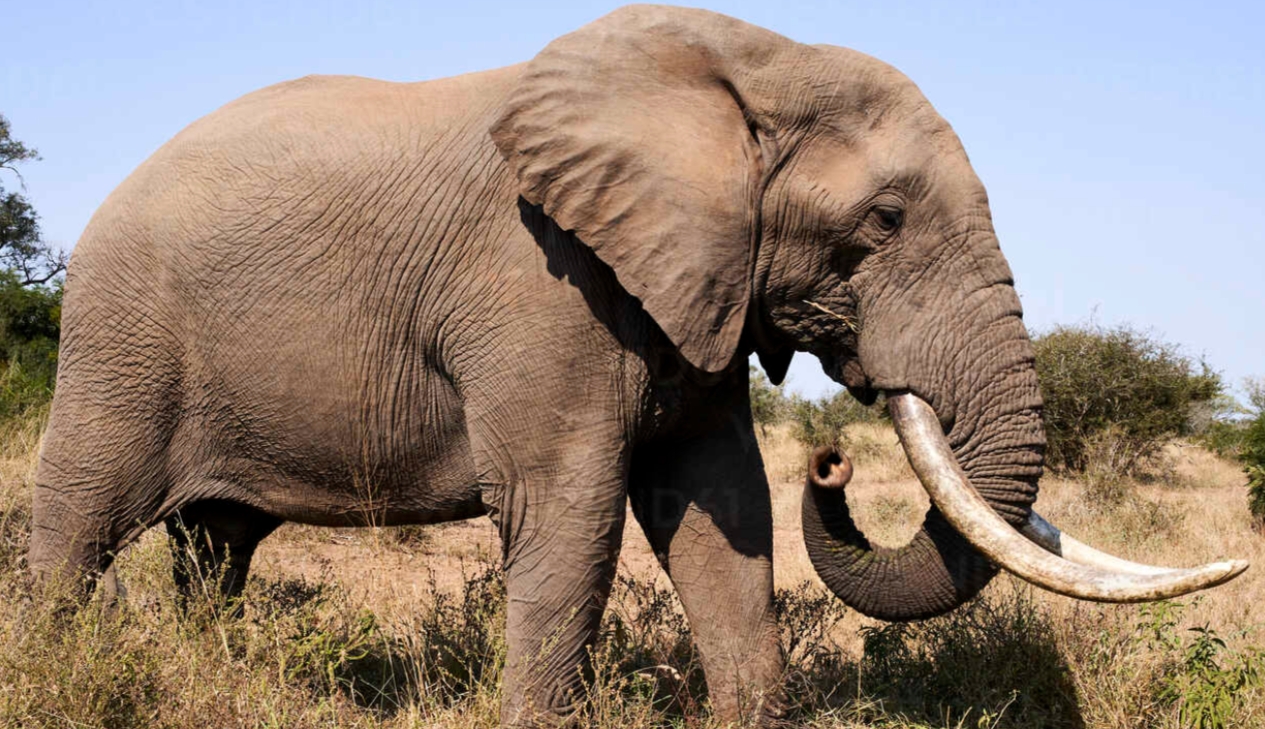 Where to See Elephants in Uganda: Large game mammals like elephants, buffalo, and lions are among the many wildlife species