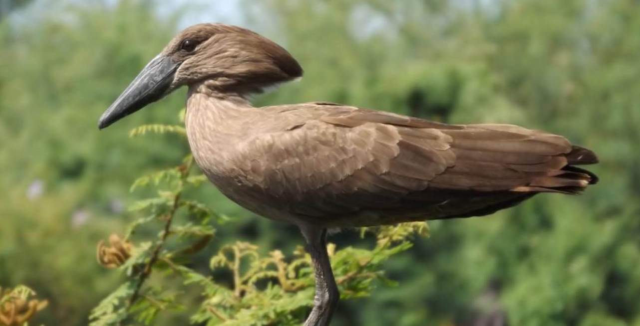 The Hamerkop Master of Architecture: This is a distinctive medium-sized bird species whose closest relatives are thought to be storks,
