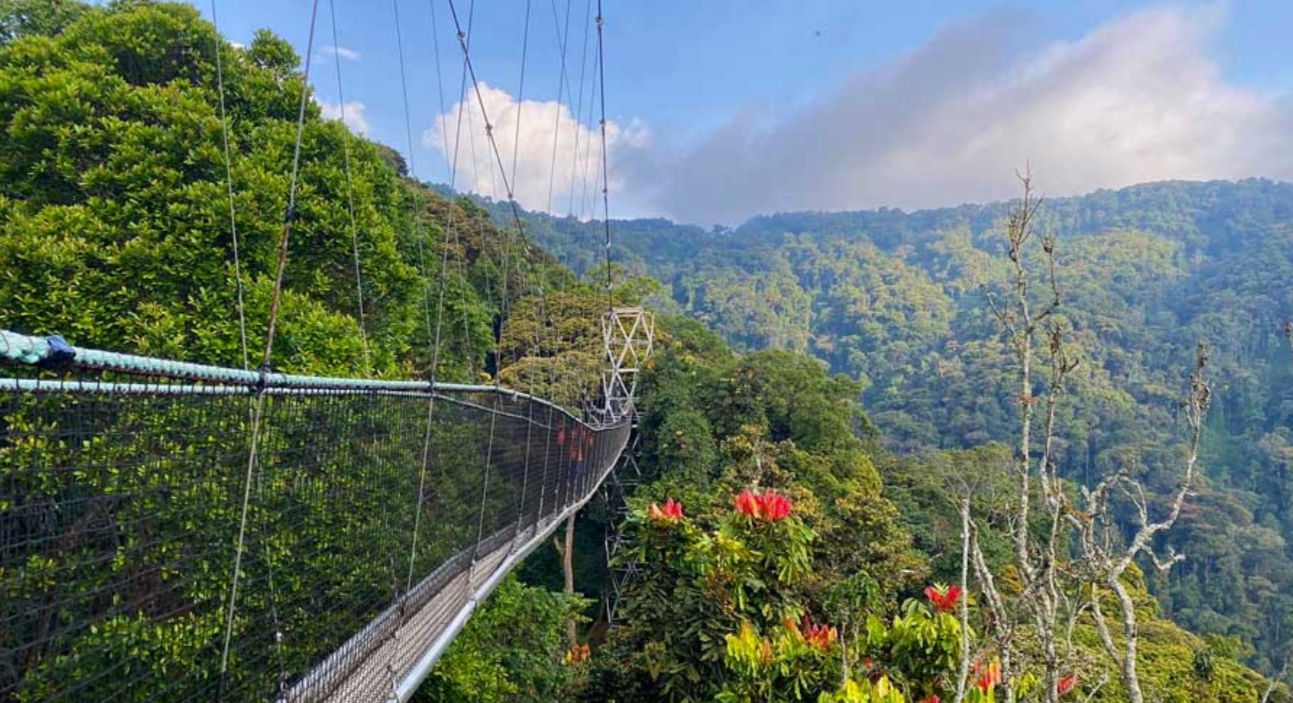Discover Nyungwe Forest National Park: Located in the southwest of the country, close to the Burundian border, the forest is one of Rwanda's