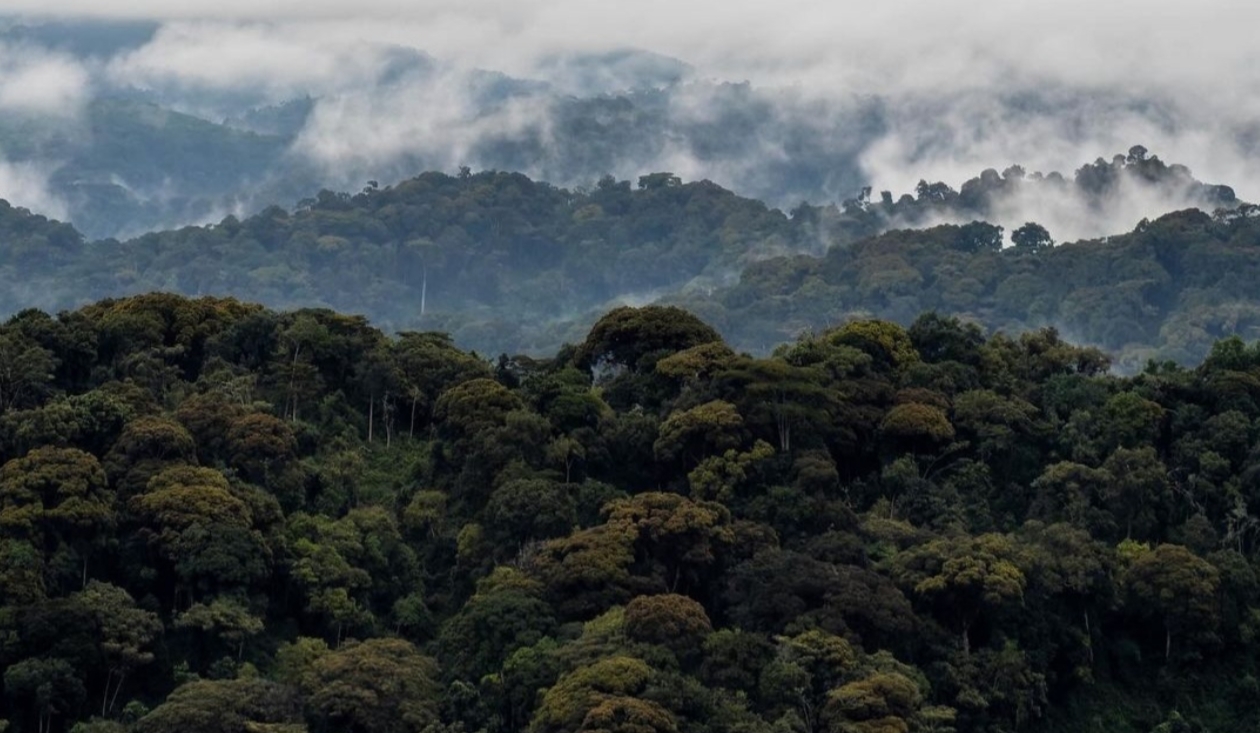 Nyungwe Forest’s Rich Biodiversity: The park's vast biodiversity is supported by its diverse habitats and unique wildlife species