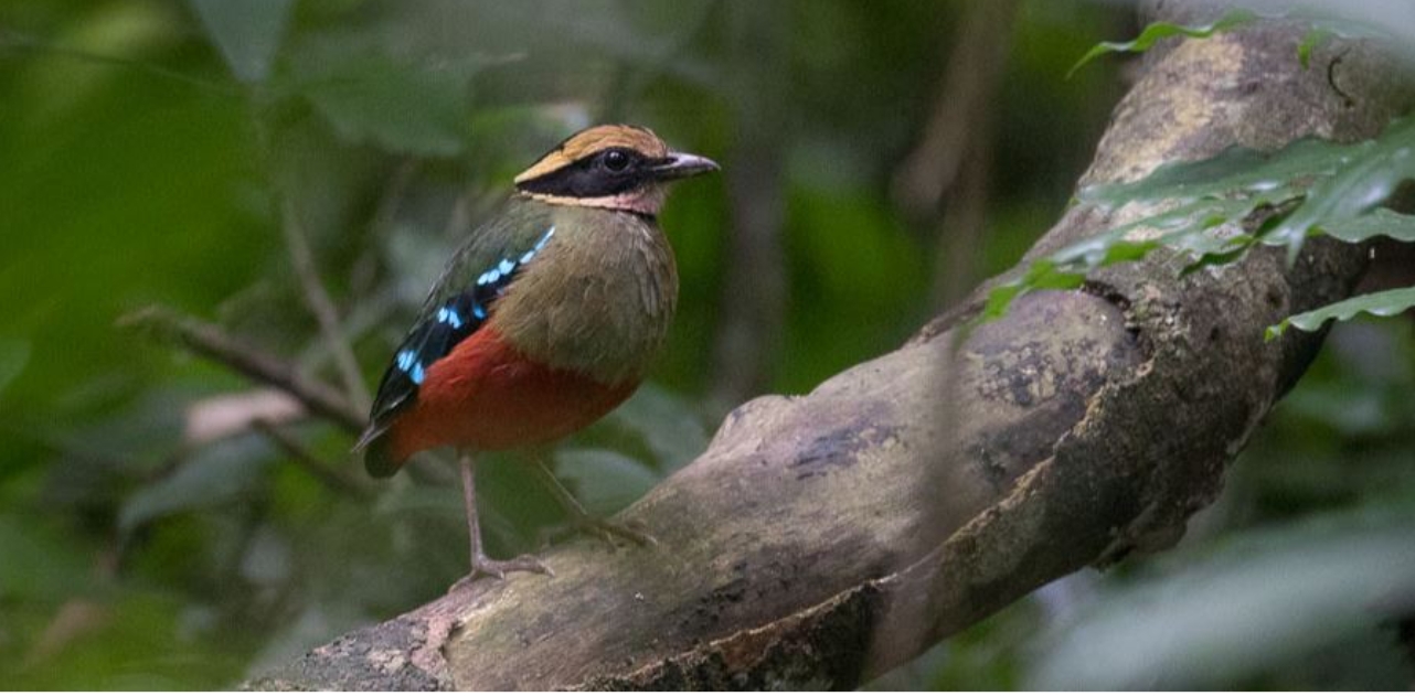 Uganda’s Birding Photography: A safe sanctuary for bird photography, bird enthusiasts, ornithologists, photographers, environmentalists, and researchers