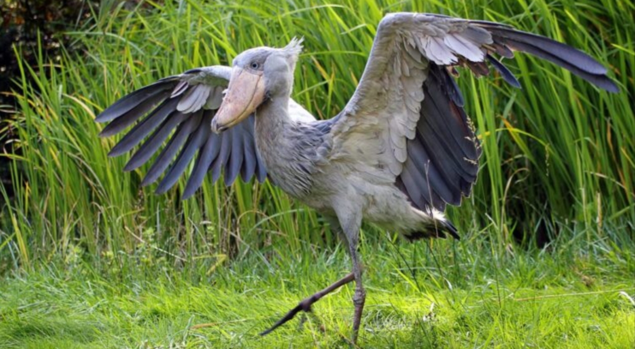 Rare and Endangered Birds in Mabamba Wetland, a Ramsar site with its great biodiversity and popularity for birdwatching, is Mabamba Wetland