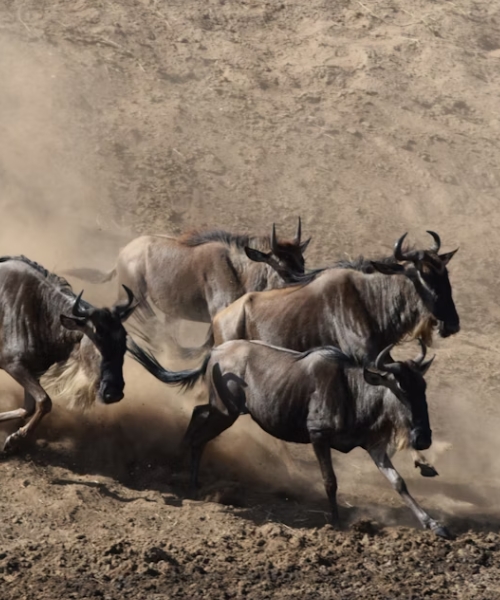 10 days The Great Wildebeest Migration & wilderness Family Safari