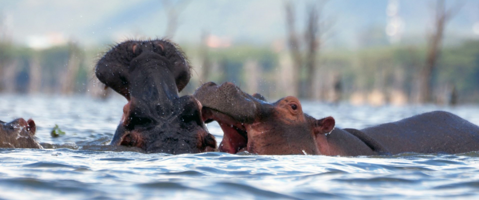 11 Days 7 Parks High Adrenaline Adventure & Wildlife Tour