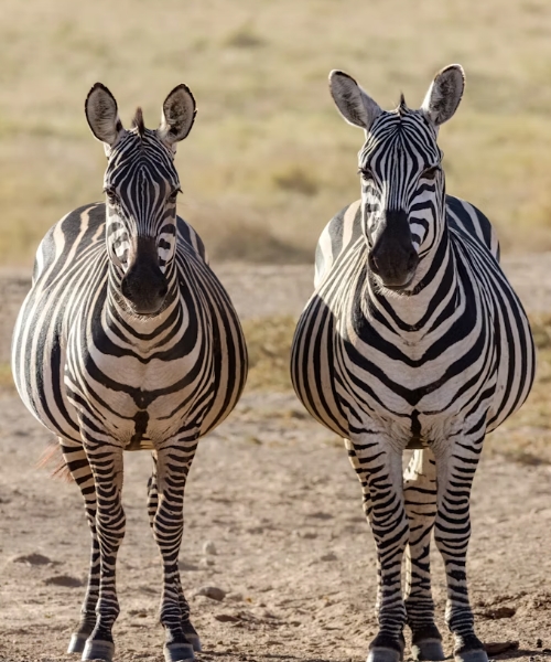2 DAYS AMBOSELI SAFARI