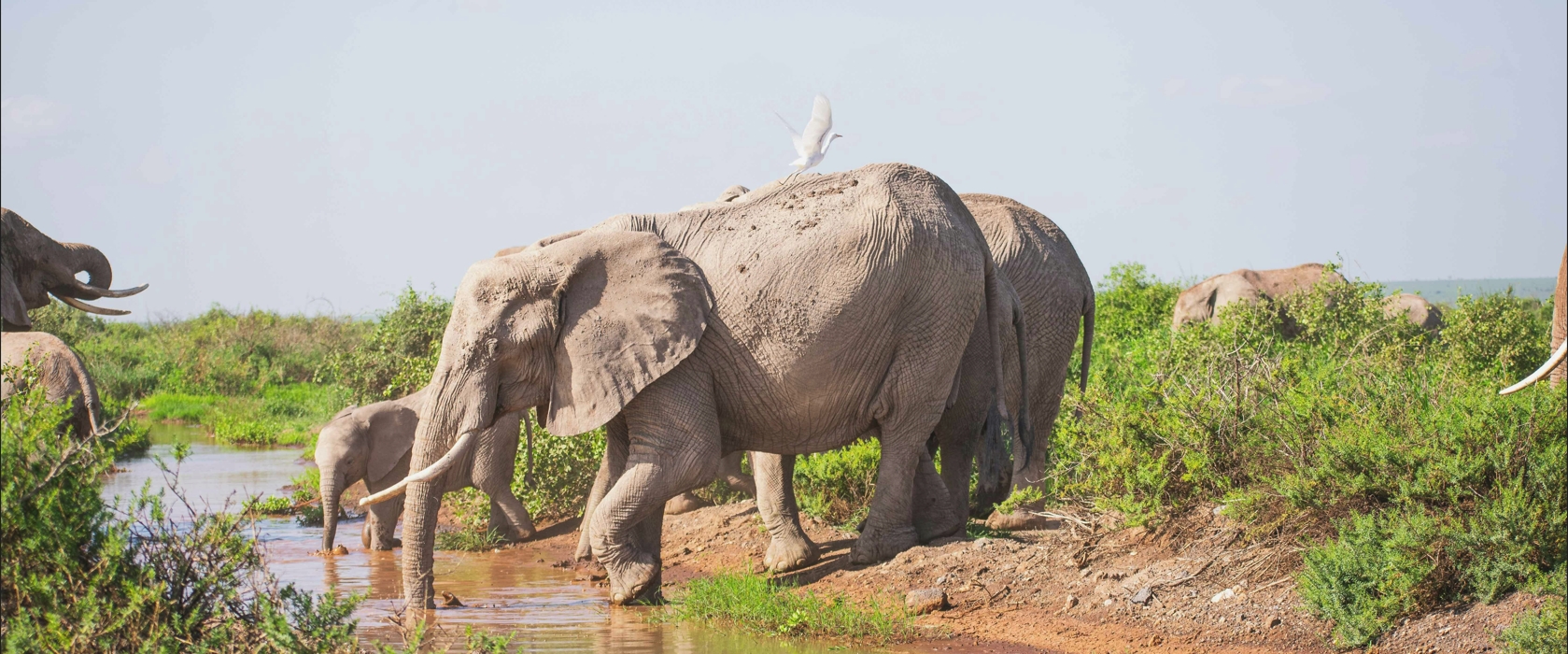 3 Days 2 Nights Amboseli Safari Tour