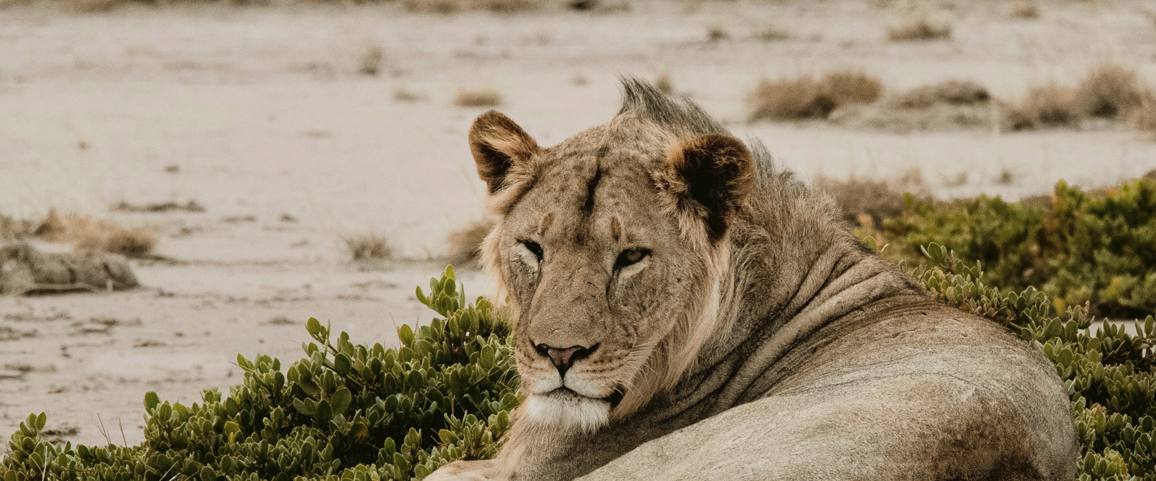 3 Days Amboseli Safari