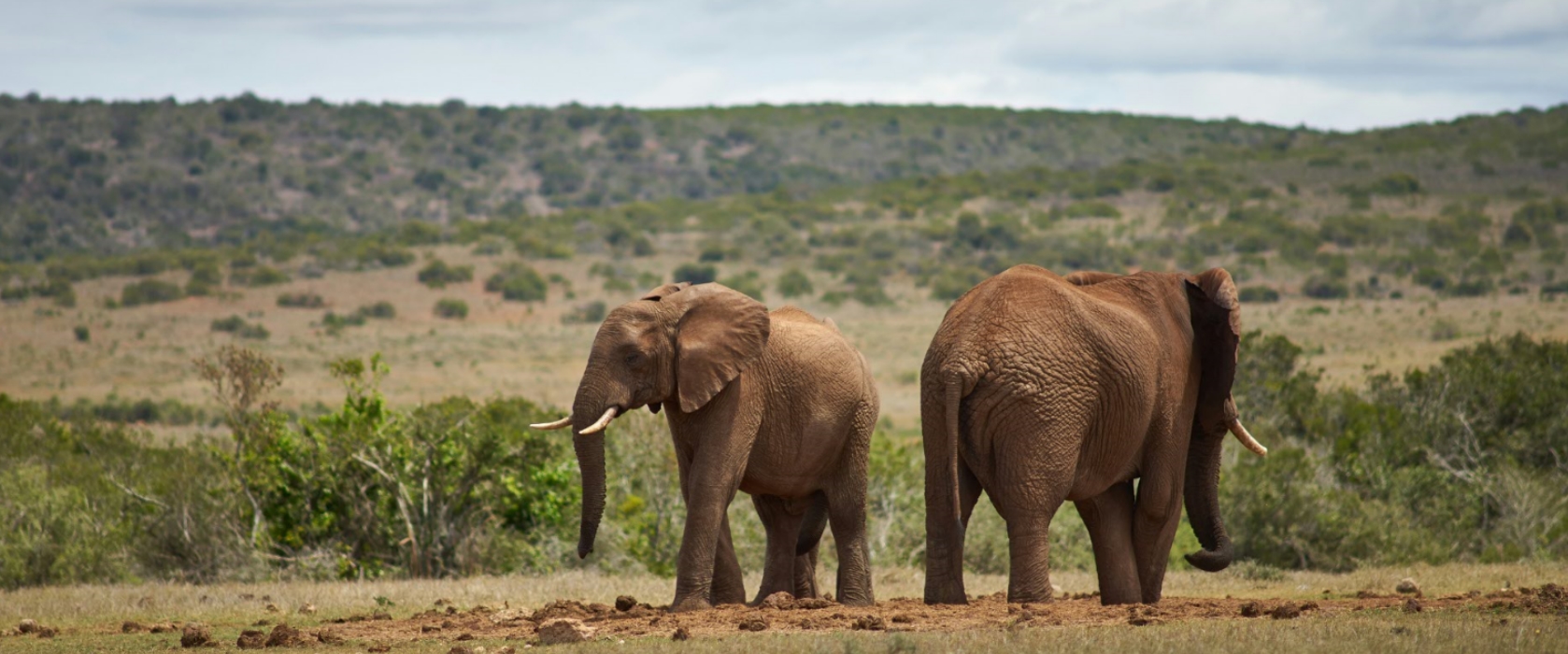 5 Days Maasai mara Lake Nakuru & Lake Naivasha tour