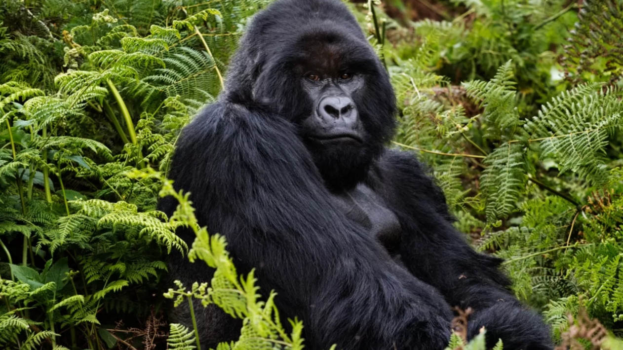 Bwindi Beyond Gorilla Tracking: Bwindi Impenetrable National Park attracts tourists across the world due to its unique gorilla population