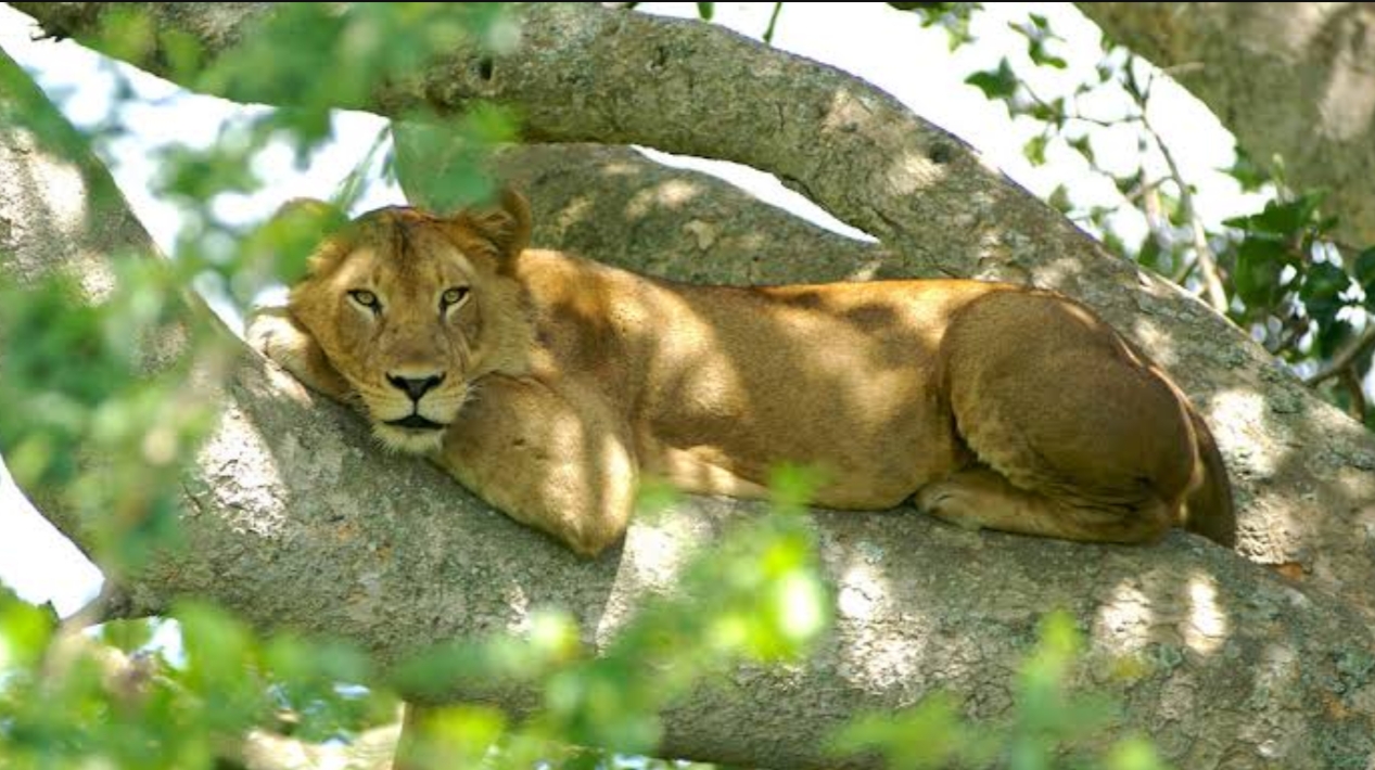 Activities to do in Queen Elizabeth National Park: This is one of Uganda's popular protected areas, famous for its stunning landscapes