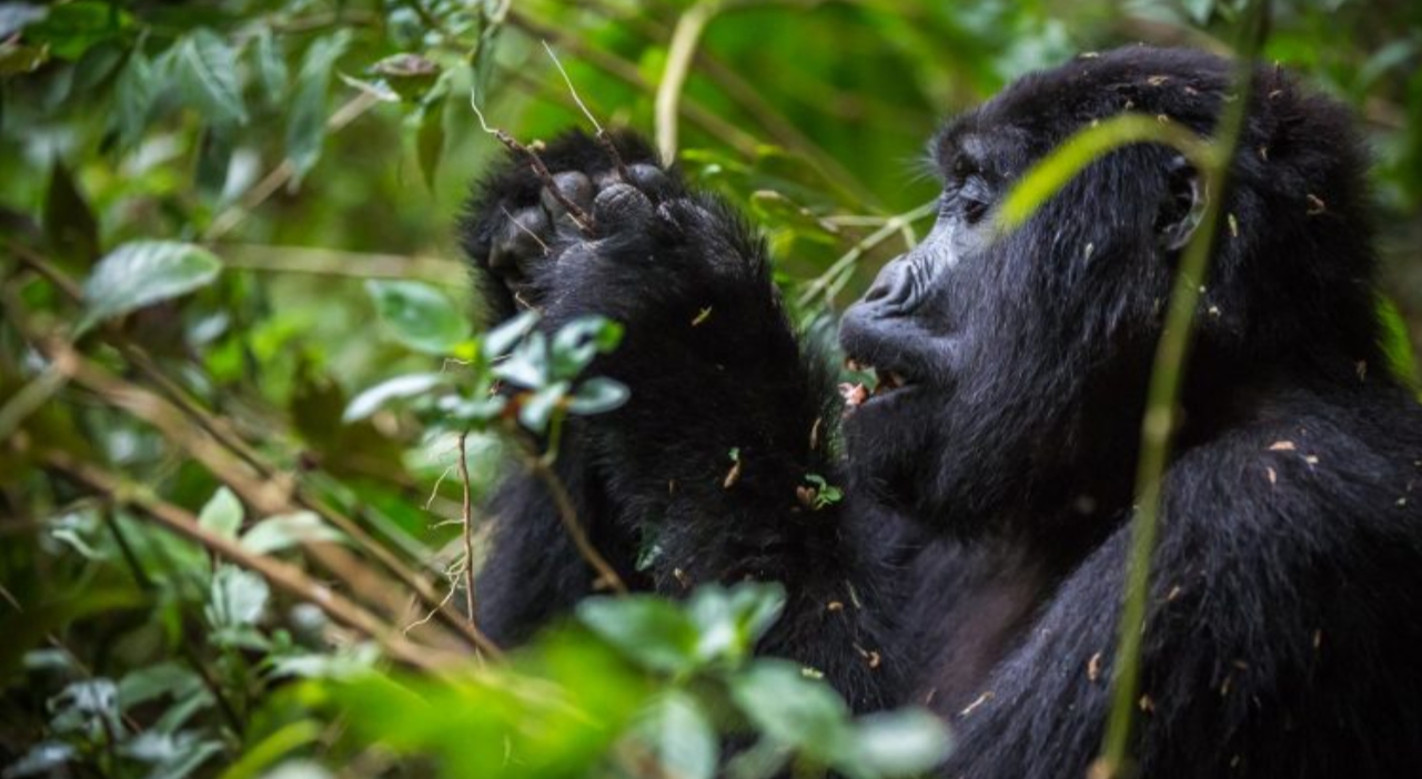 The Best Tourist Destinations in Rwanda: It is one of Africa's strongholds in terms of diverse and unique wildlife species and destinations