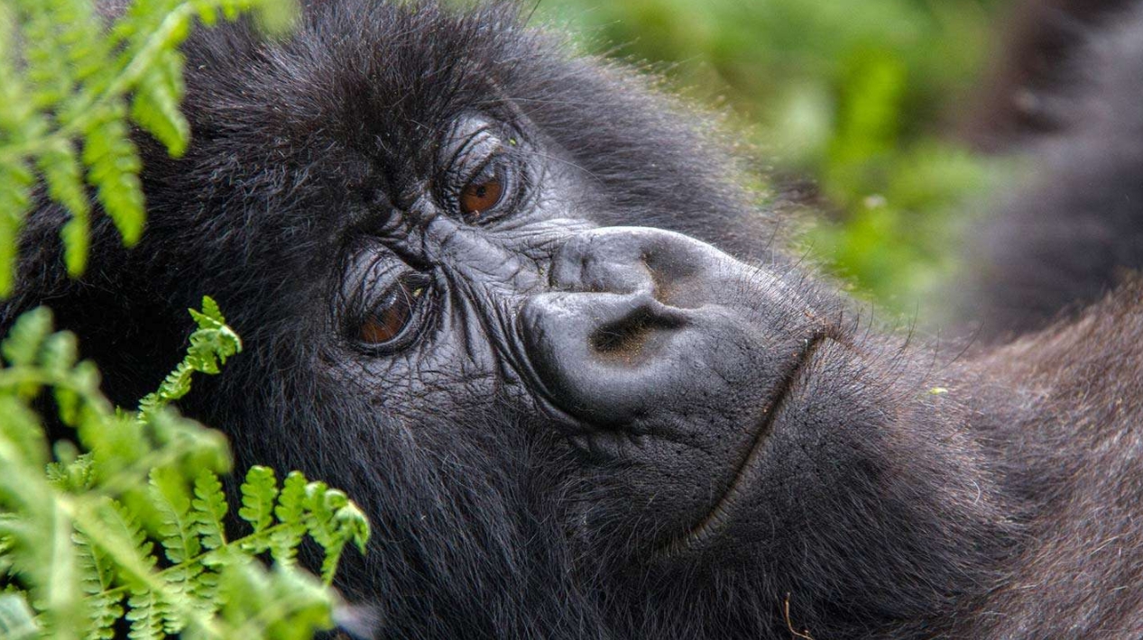 The best wildlife experiences in Uganda: Uganda offers an unrivalled variety of wildlife encounters. From tracking mountain gorillas