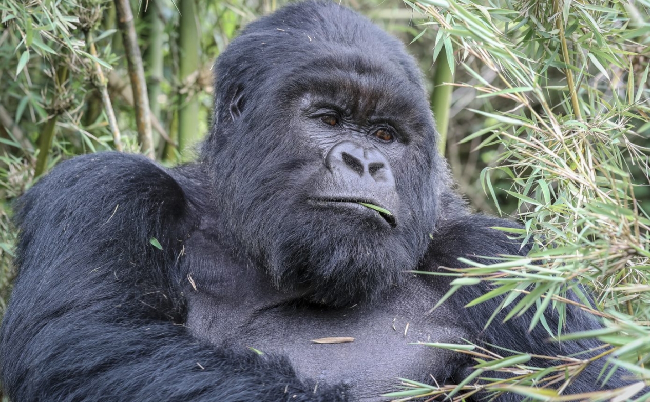 Facts About Gorillas: These are the largest living primates native to the central African forests. They belong to the genus Gorilla