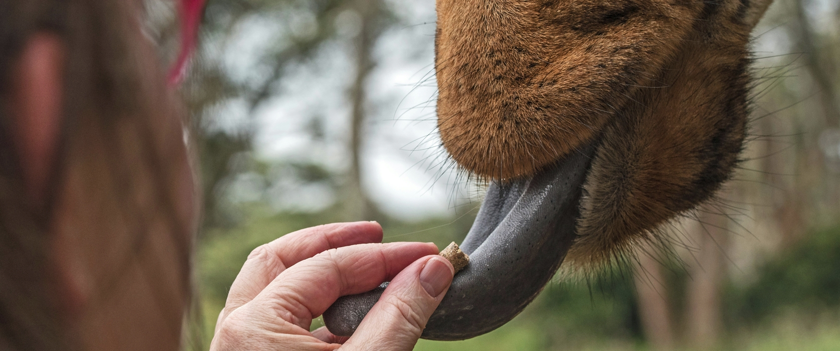 1 Day Nairobi National Park, Giraffe Centre, Karen Blixen museum & Elephant Orphanages