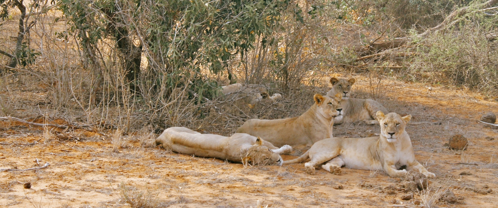 Land of Lava Springs Man-Eaters & Magical Beach Sunsets Tour
