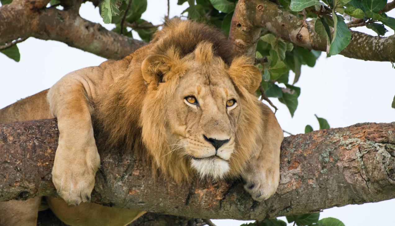 The Beauty of Queen Elizabeth National Park is one of the popular tourist destinations, located in the western part of Uganda