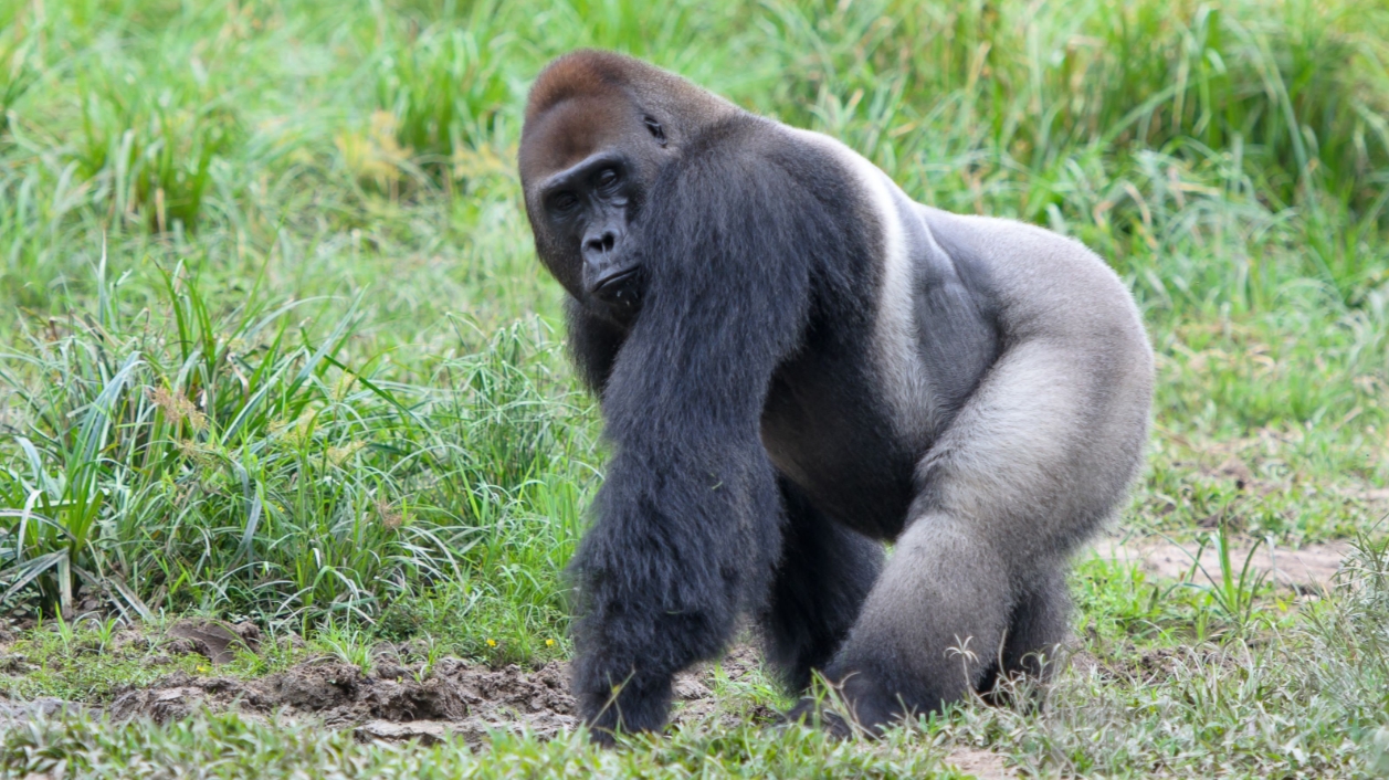 What to Know About Gorillas? They are primarily herbivores and large ground-dwelling apes that live in dense forests