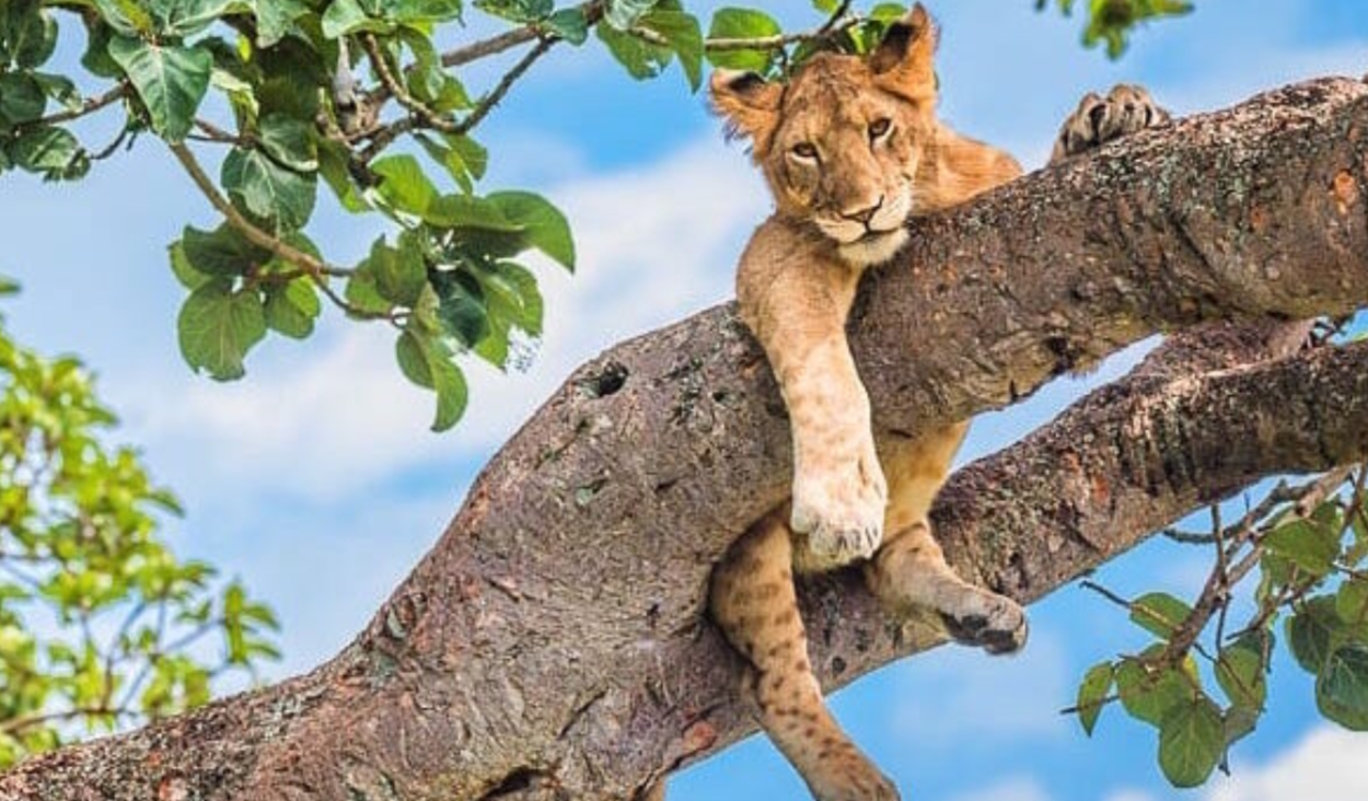 The best places to see wildlife in Uganda: A land of astonishing diversity, featuring a wealth of wildlife, breathtaking natural beauty