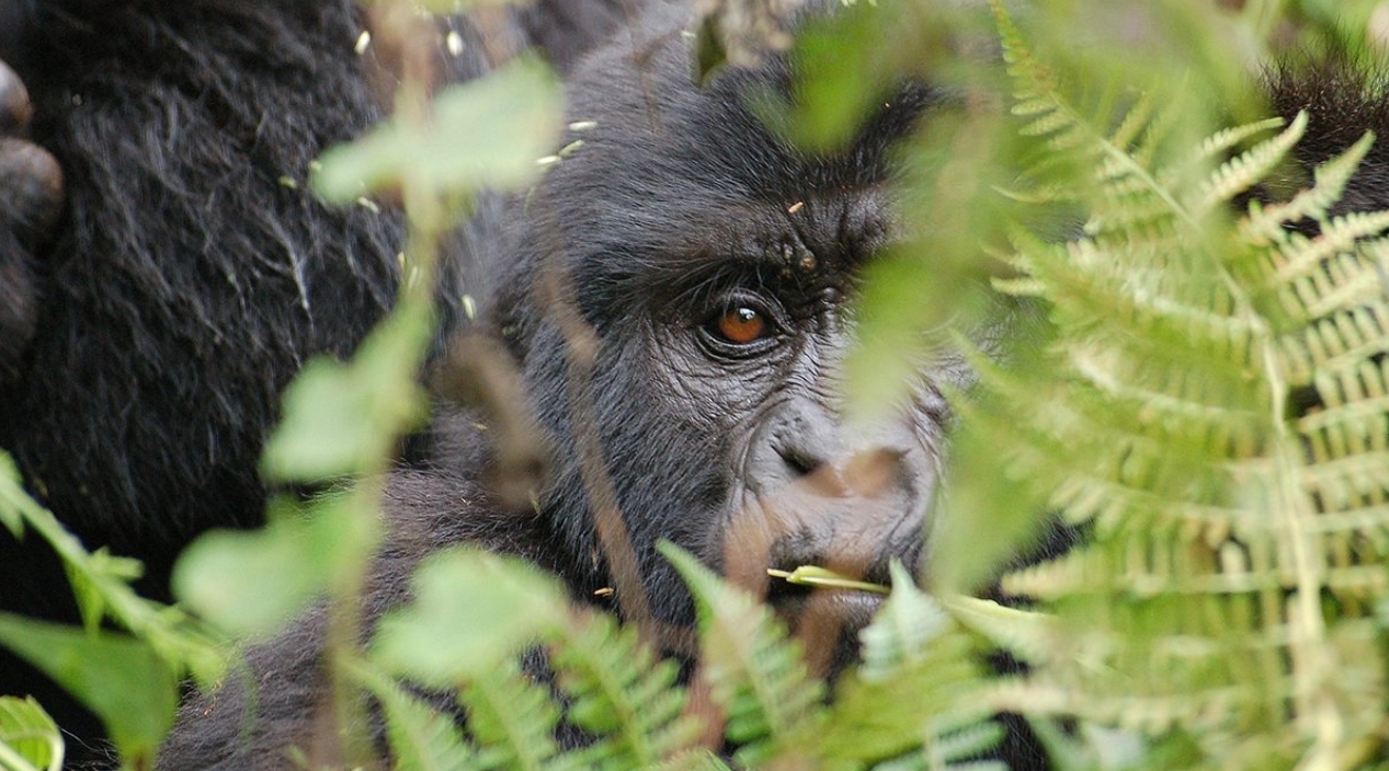 Are Gorilla Sightings in Mgahinga Guaranteed?