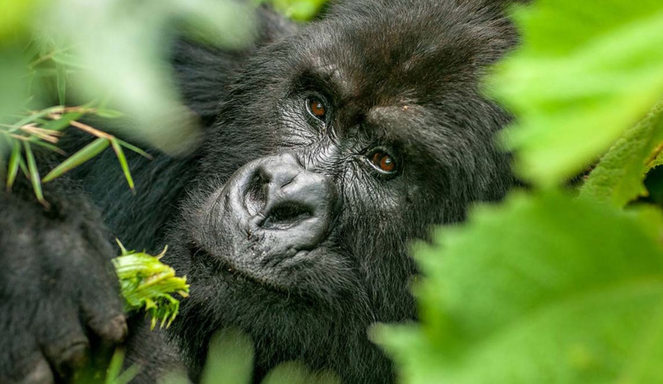 Compare and Contrast Between Bwindi and Mgahinga Gorilla Parks