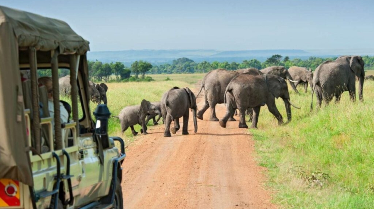 Determinants of Safari Prices in Uganda