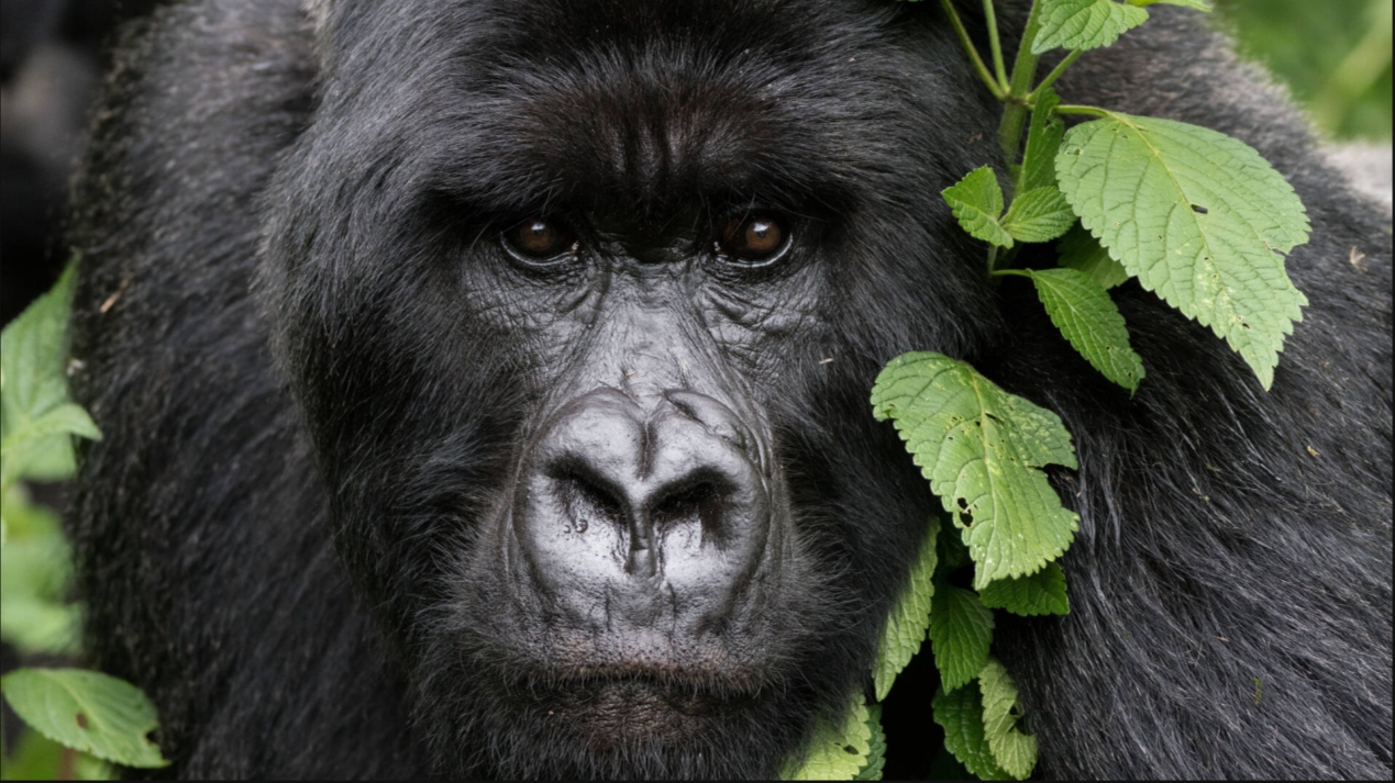 Gorilla trekking in Bwindi Impenetrable National Park is an unforgettable adventure experience that offers visitors an opportunity