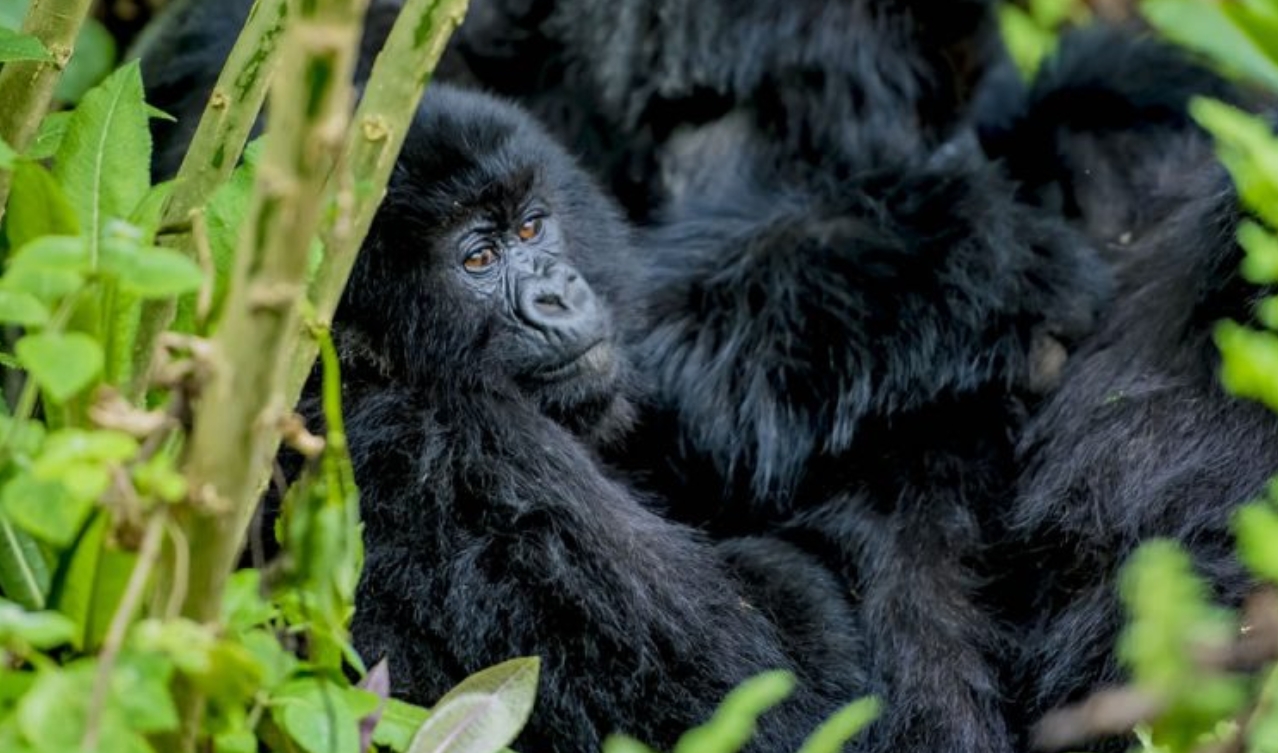 Things to do in Mgahinga National Park: Despite being the smallest protected national park in Uganda, this destination stands out
