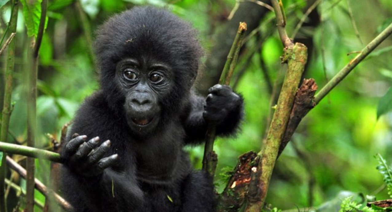 Where in Uganda can I trek mountain gorillas? Uganda, the pearl of Africa, is among the most gifted destinations in Africa that hosts