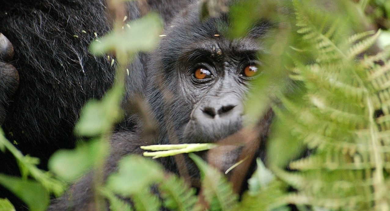 Visit Bwindi Impenetrable National Park: Here you will enjoy the most adventurous excursions, where travellers can have a once-in-a-lifetime