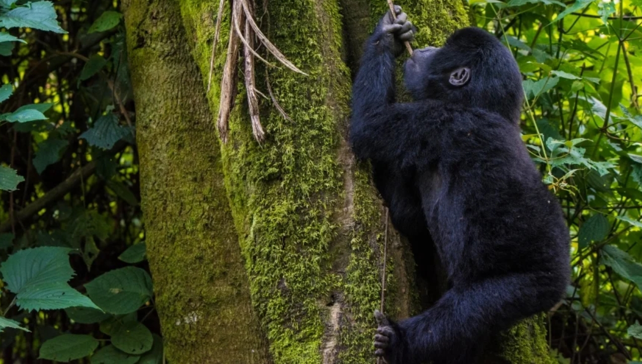 Why Some Gorilla Families Are Easier to Track than Others: Since these gentle giants are also wild in nature within their wilderness