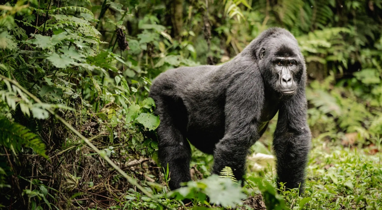 Why Would You Choose Bwindi for Gorilla Trekking? Considered one of Africa's most gifted, endowed, and secure tourist destinations