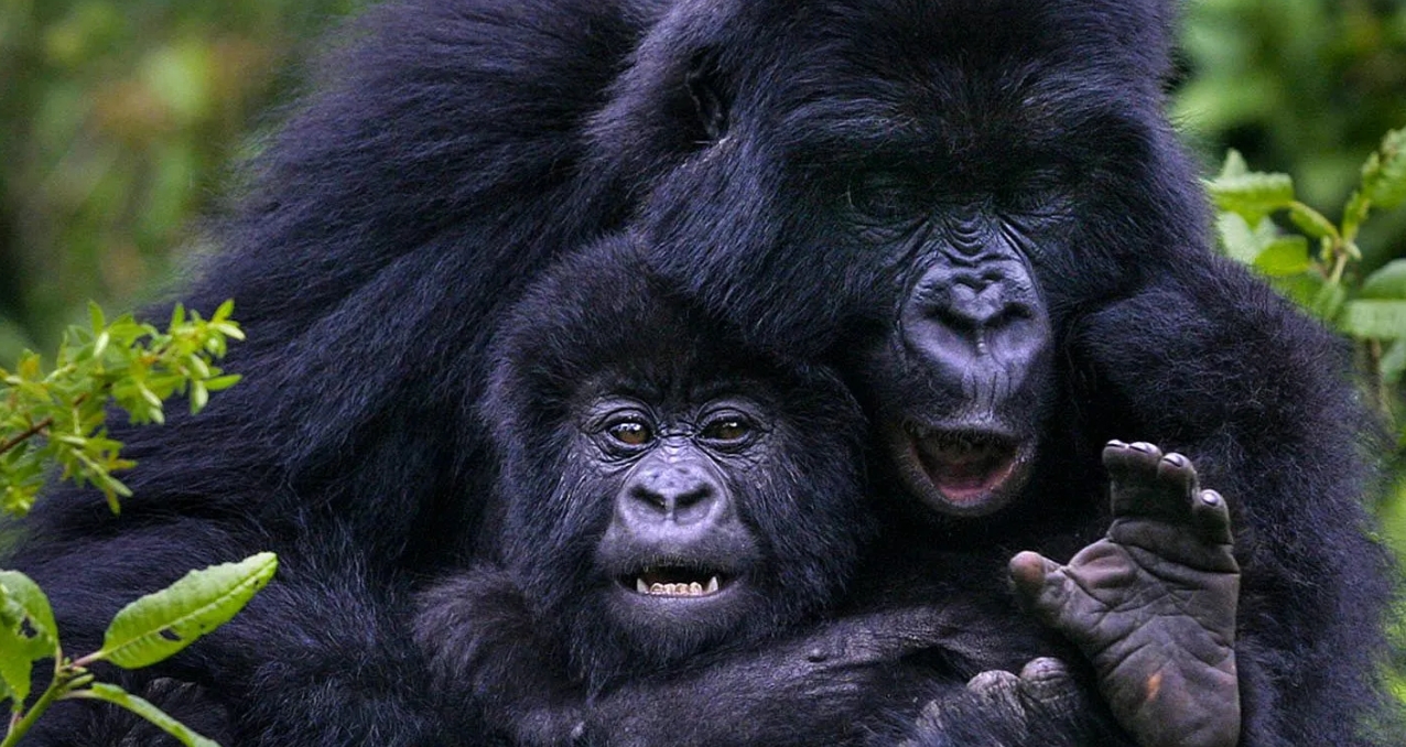 What is the best time to visit Bwindi gorilla families? This park can be visited all year round, although some months are more convenient