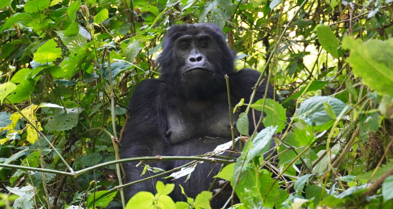 Is Uganda a Must-Visit Destination for Mountain Gorillas? Well, Uganda is among the top primate destinations, particularly famous