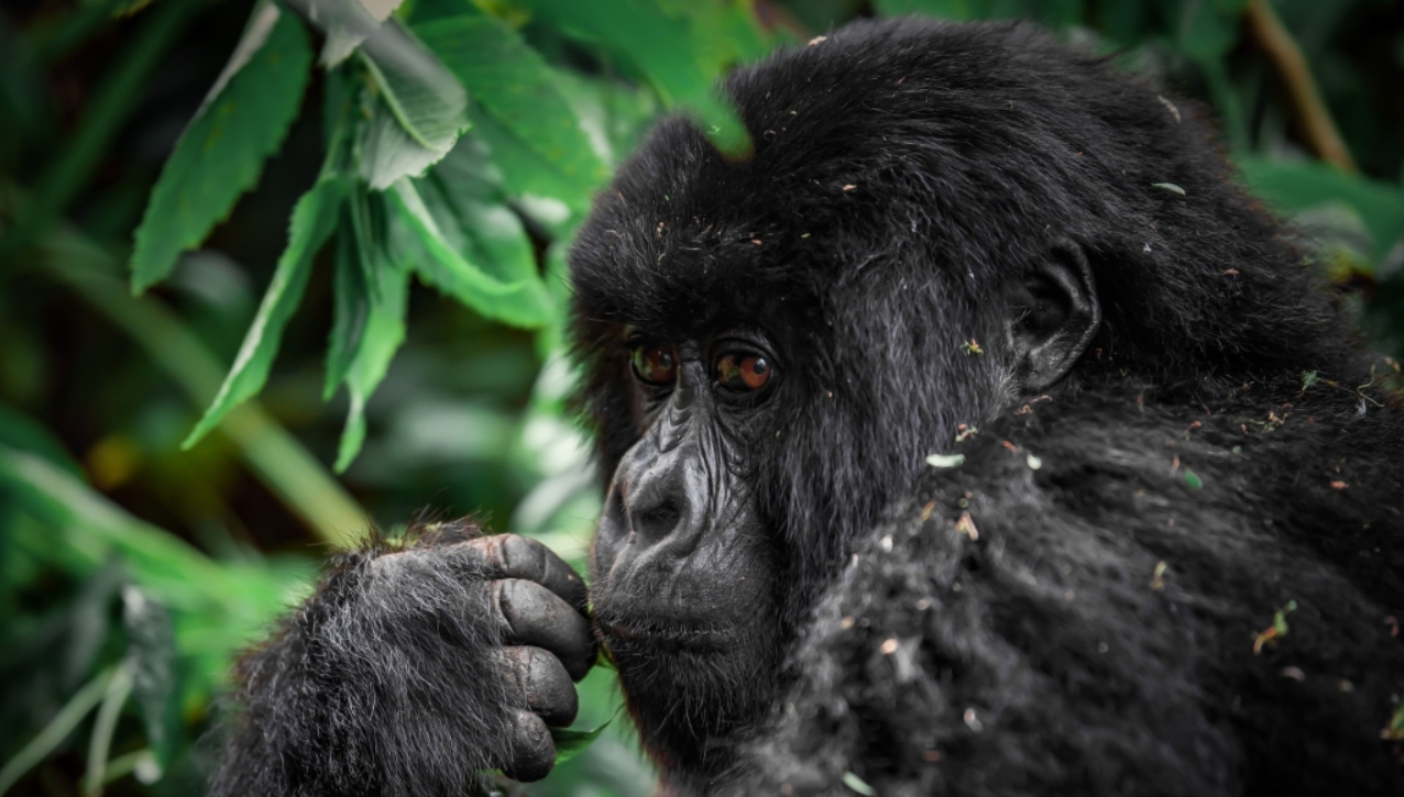 Luxury gorilla trekking in Uganda is one of the top safari activities that are conducted by high-end travellers who come to Uganda