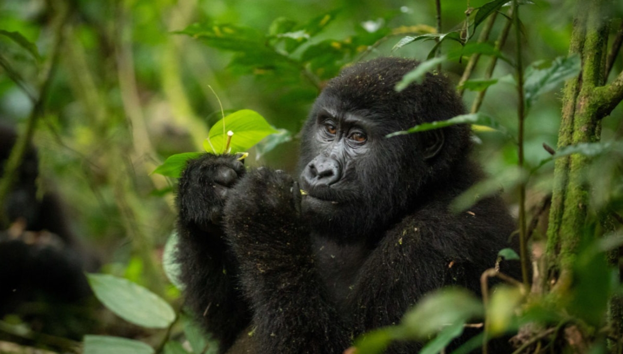 Uganda Gorilla Trekking Packages: These are safari adventure expeditions that allow visitors to have a close encounter with mountain
