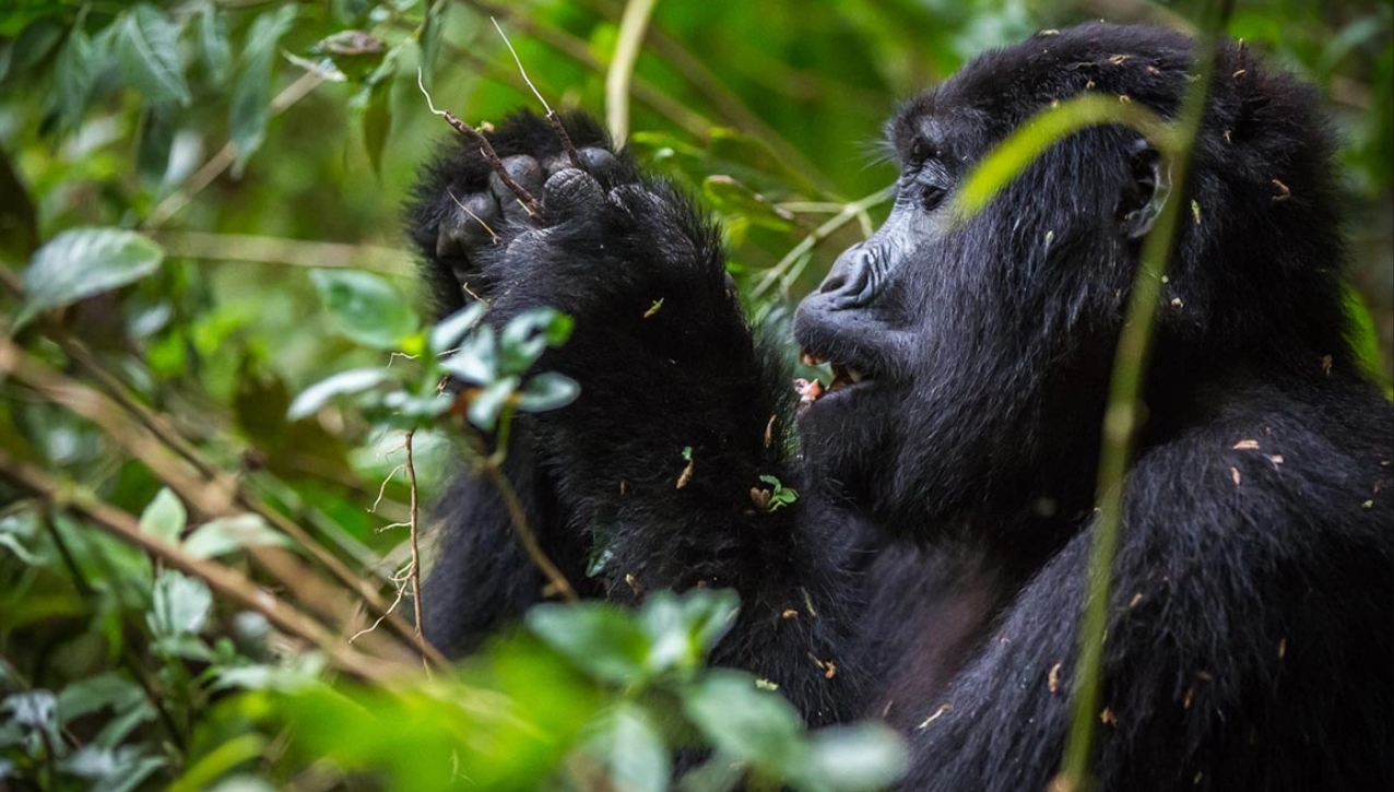 Most Accessible Gorilla Families in Bwindi: The majority of the travellers who take part in gorilla trekking excursions in Bwindi