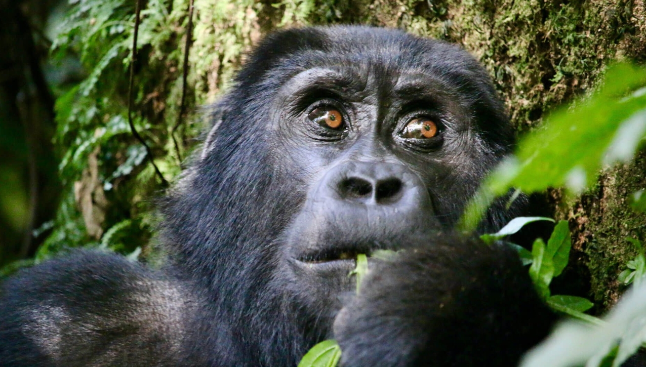 Bwindi Gorilla Tracking Experience: Travellers should get ready to experience a close and memorable encounter with mountain gorillas