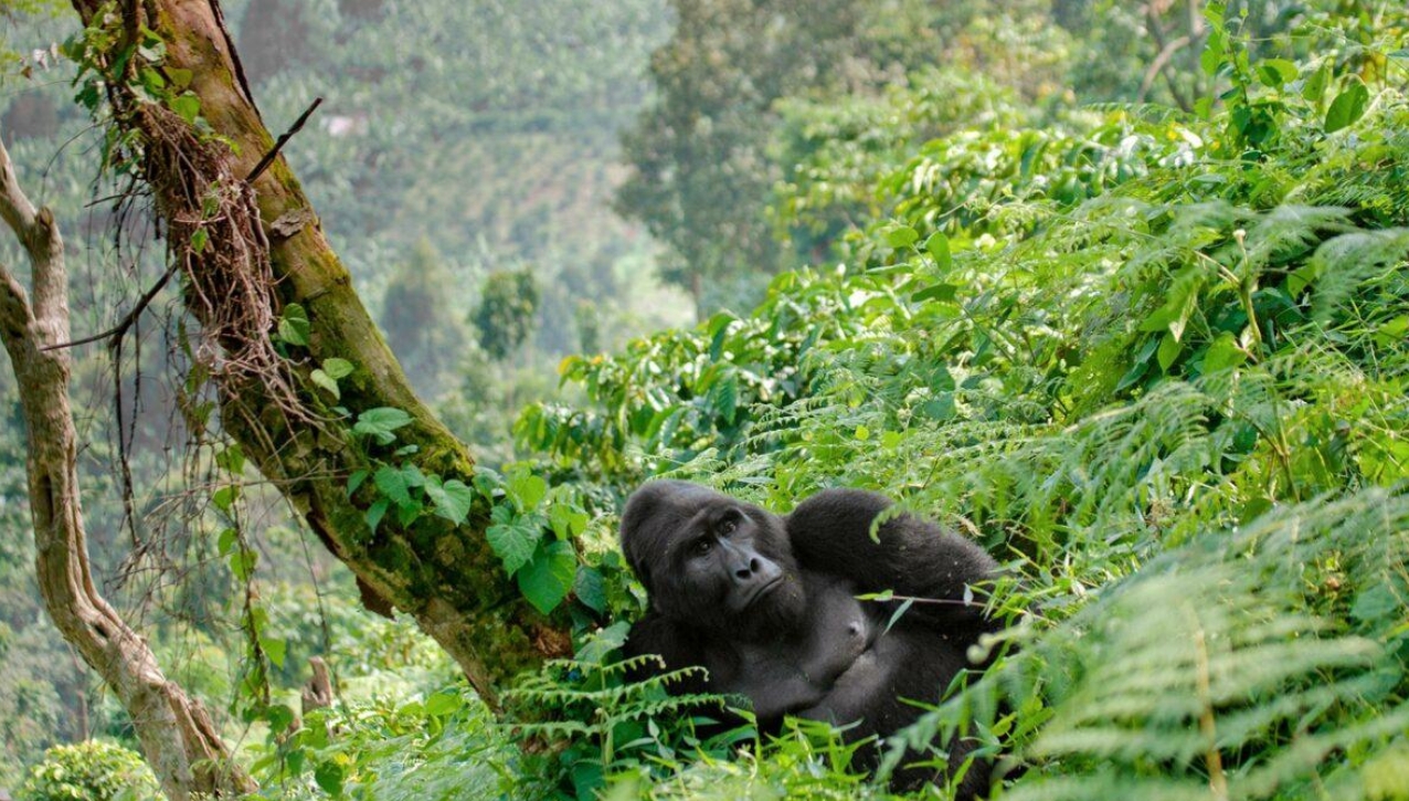 Budget Gorilla Trekking in Uganda: It is a top destination famous for budget gorilla trekking safaris compared to other gorilla tracking