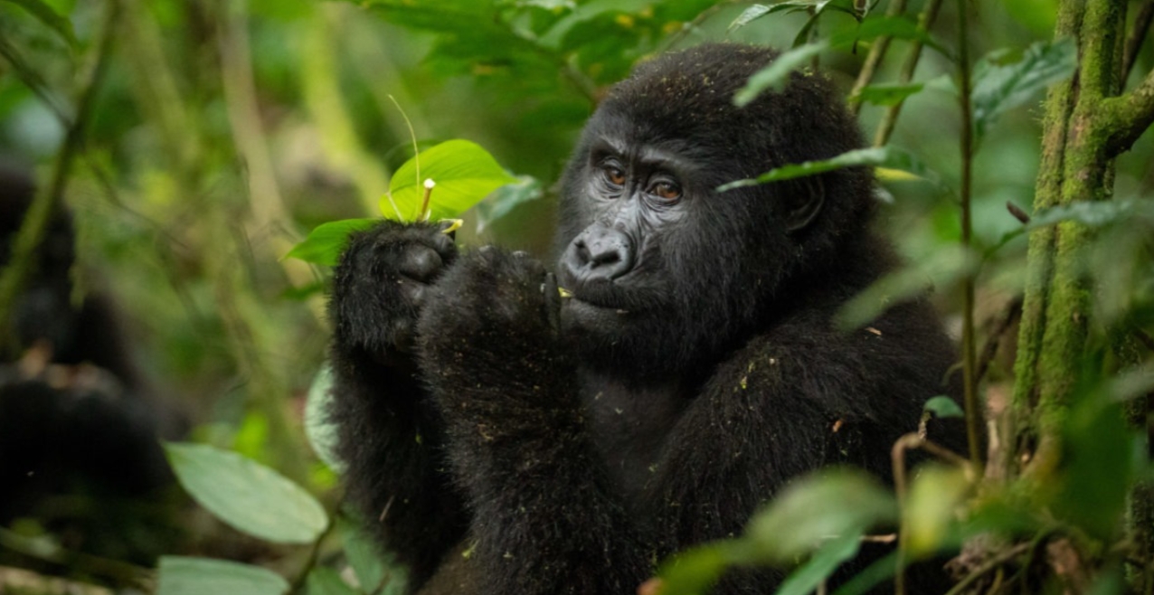 Affordable Gorilla Trekking Tours in Uganda: The pearl of Africa, is one of the few destinations in Africa endowed with the magical