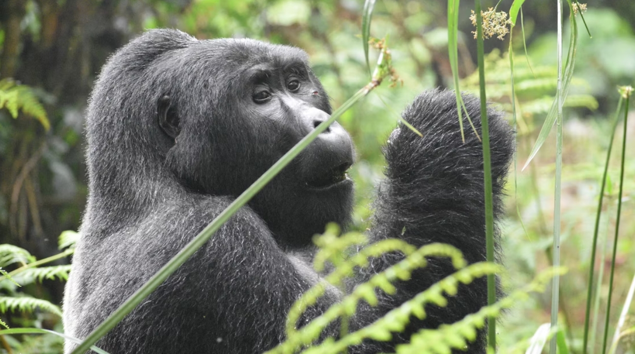 Why are Rwanda gorilla permits more expensive than Uganda's? These two destinations, Uganda and Rwanda, stand out as the world's top